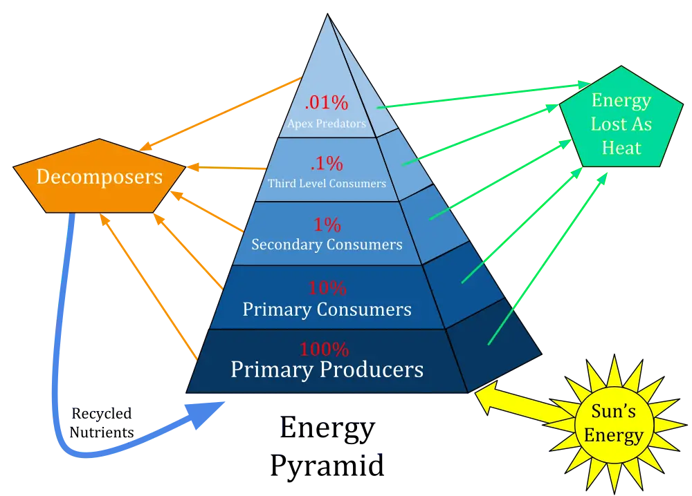 Ecological energy pyramid showing energy retained at each trophic level