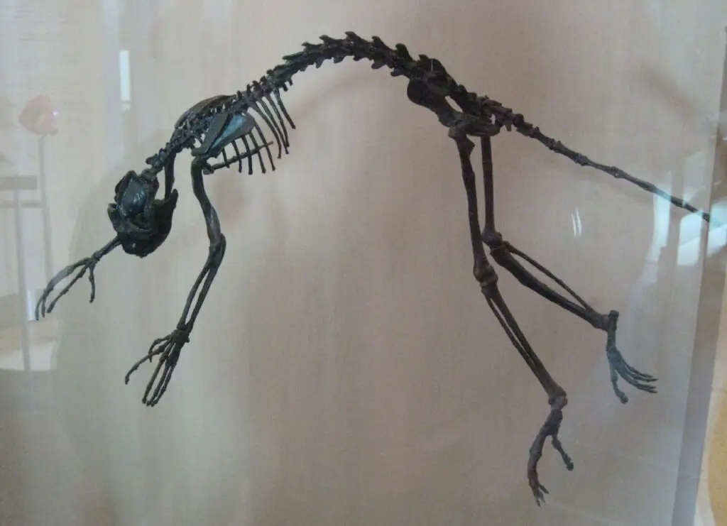 Notharctus tenebrosus primate fossil at the American Museum of Natural History